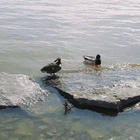 2 grey ducks in spring stock video clip