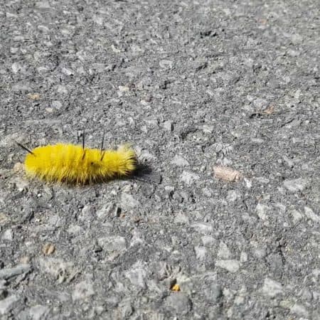 american dagger moth stock video clip