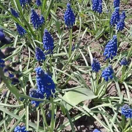 blue flowers stock video clip