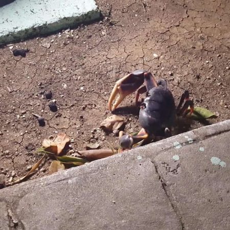 cuban crab at night stock video clip