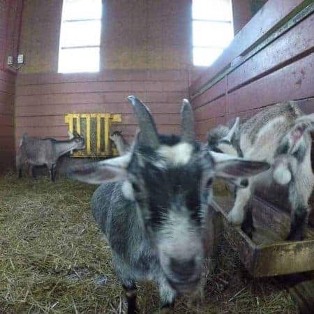 curious goat stock video clip