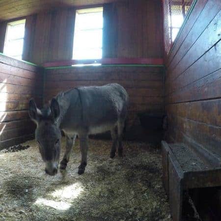 donkey grazing on grass stock video clip