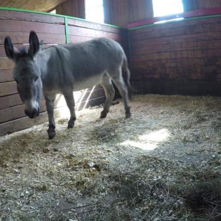donkey in his shelter stock video clip