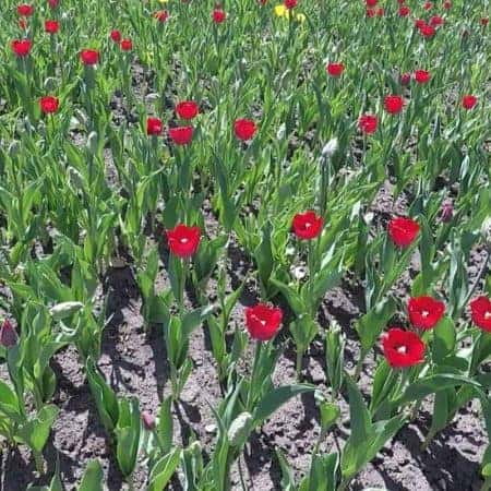 flying over red tulip flowers