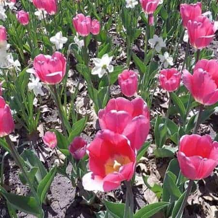 field of pink red tulips video