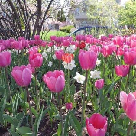 flower bed footage and video