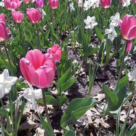 flying over tulip field footage flowers video