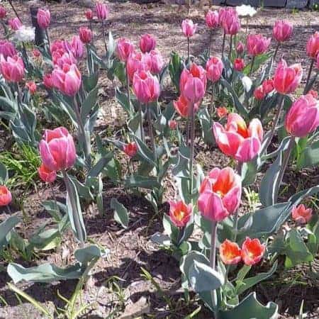 footage of tulip flowers video