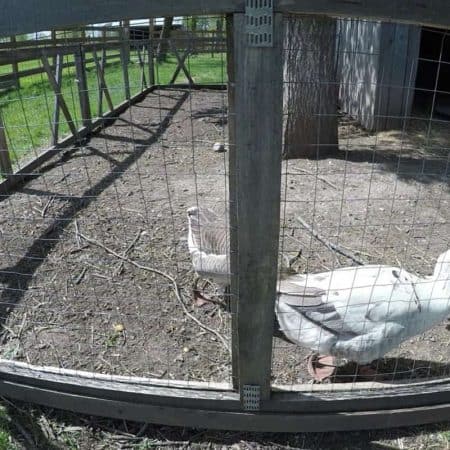 geese at a farm wide angle scene stock video clip