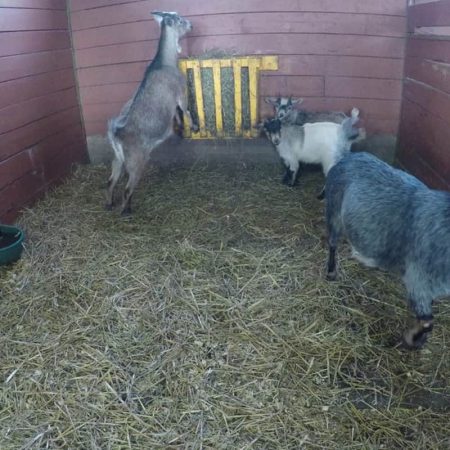 goats eating in their house stock video clip