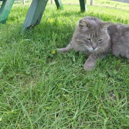 grey cat on green grass stock video clip
