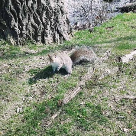 grey squirrel on a tree stock video clip