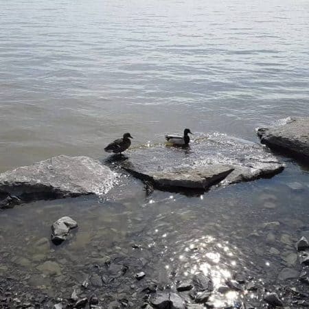 grey wild ducks on rocks stock video clip