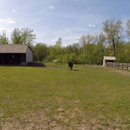 horses at farm timelapse stock video clip