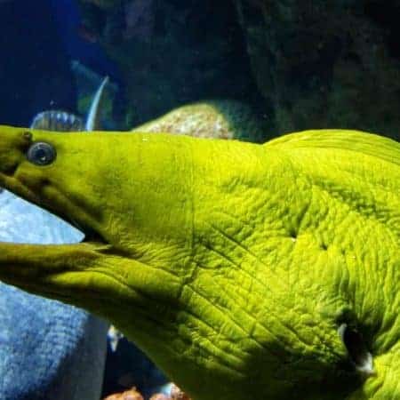 muraena eel fish closeup stock video clip
