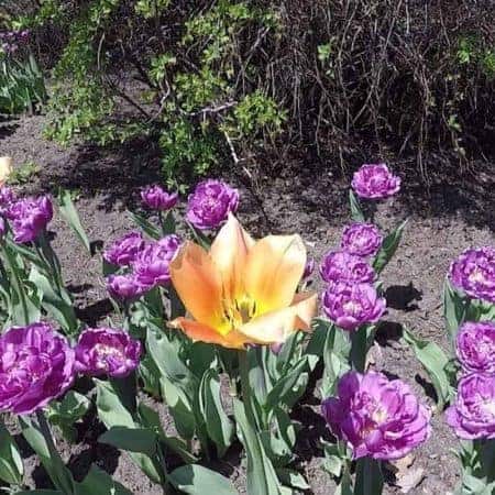 orange and purple flowers video