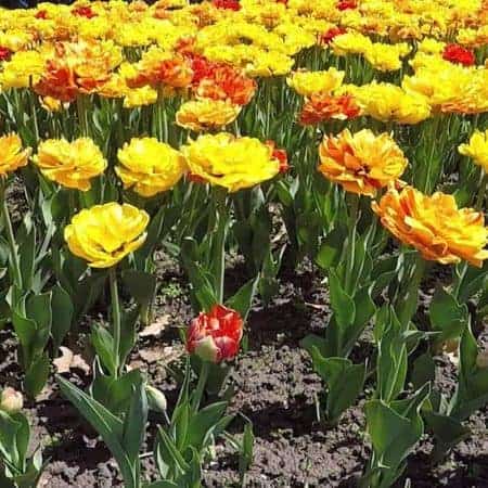 red purple orange yellow flowers pan shot video