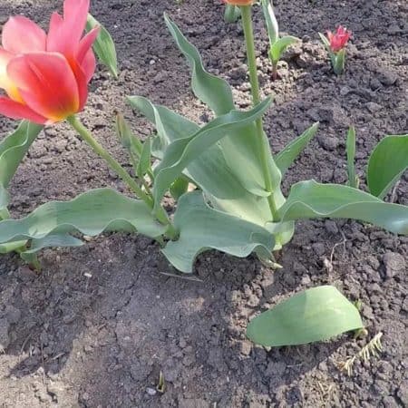 red tulip video flowers video