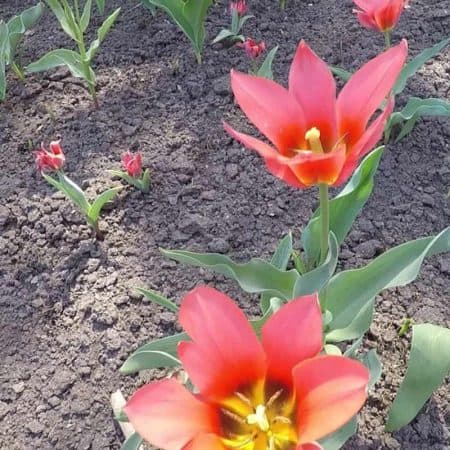 bright red tulip stock video clip