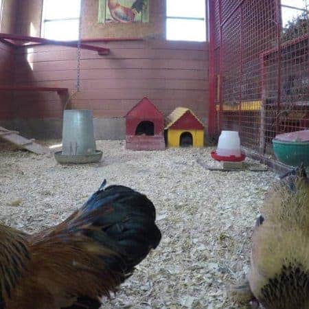 rooster and hen stock video clip