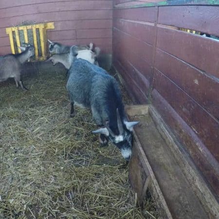several goats in shelter stock video clip