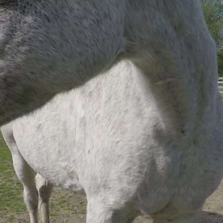 white horse closeup view stock video clip