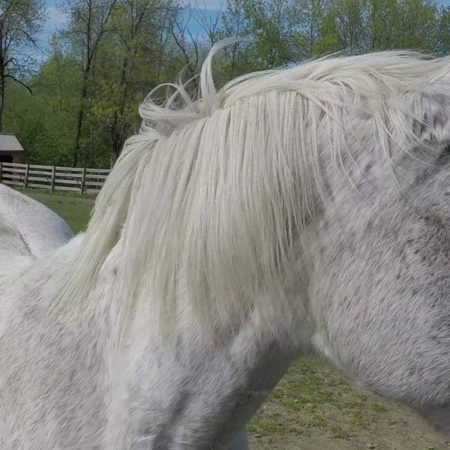 beautiful white horse closeup view stock video clip