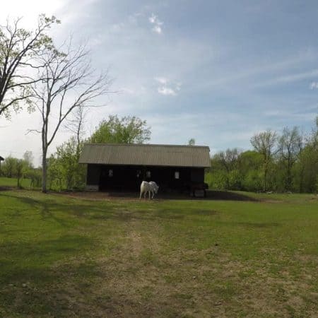 white horse going into barn stock video clip