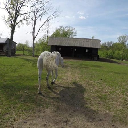 white horse walking away wide angle stock video clip