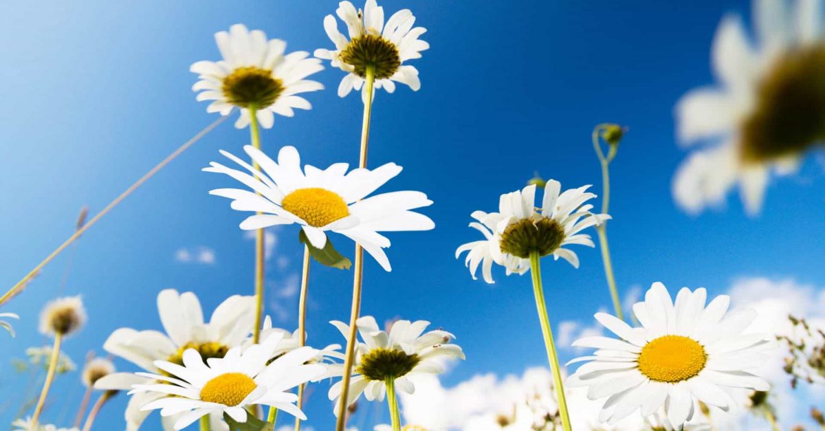 Download free flower videos